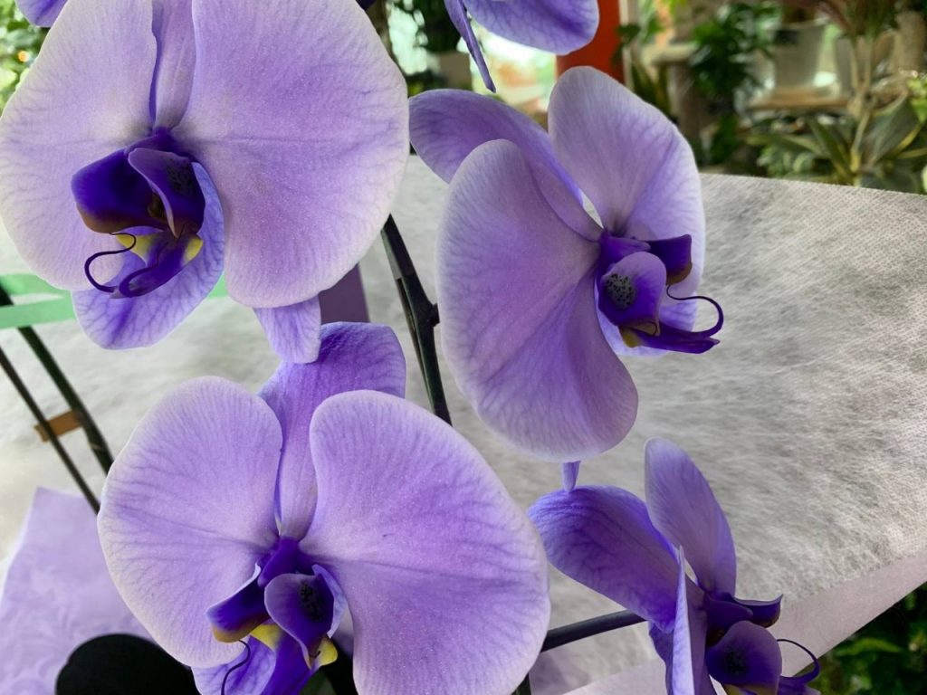 エレガンス胡蝶蘭(2本立)パープルPHV-2015