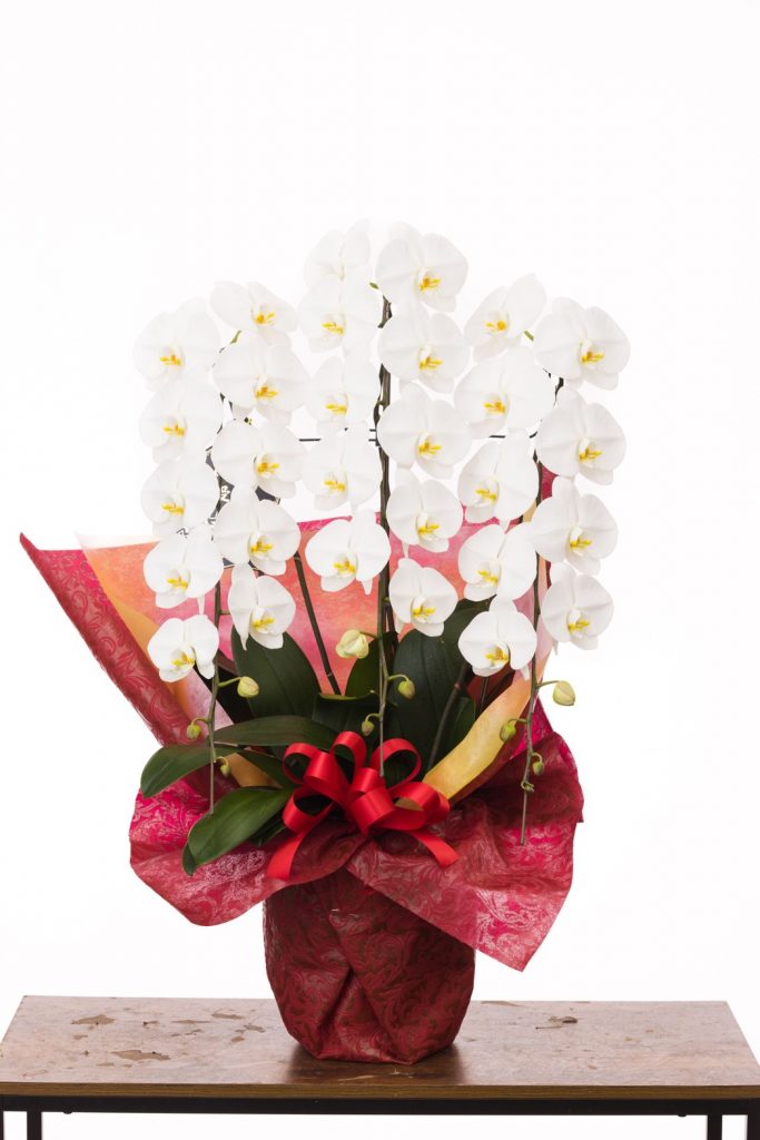 PHW-3020 おすすめ胡蝶蘭(3本立39輪)白