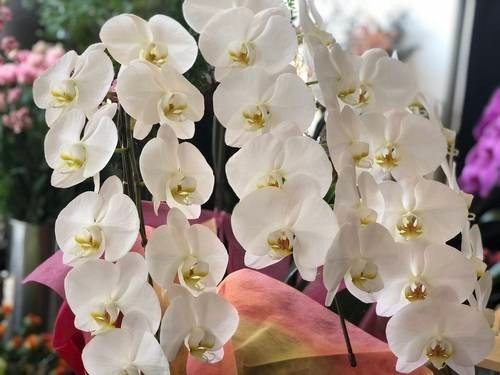 PHW-3012 おすすめ胡蝶蘭(3本立30輪以上)白