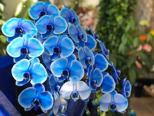 PHB-3025 ブルー エレガンス胡蝶蘭(3本立)