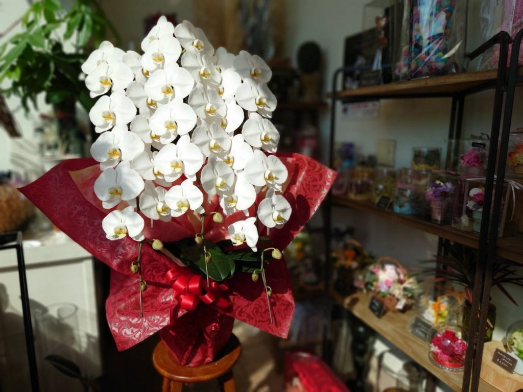 PHW-3025 おすすめ胡蝶蘭(3本立42輪以上)白