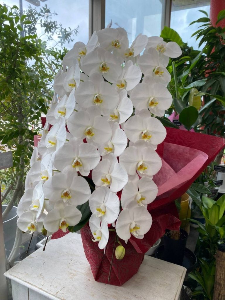 PHW-3030 おすすめ胡蝶蘭(3本立45輪以上)白