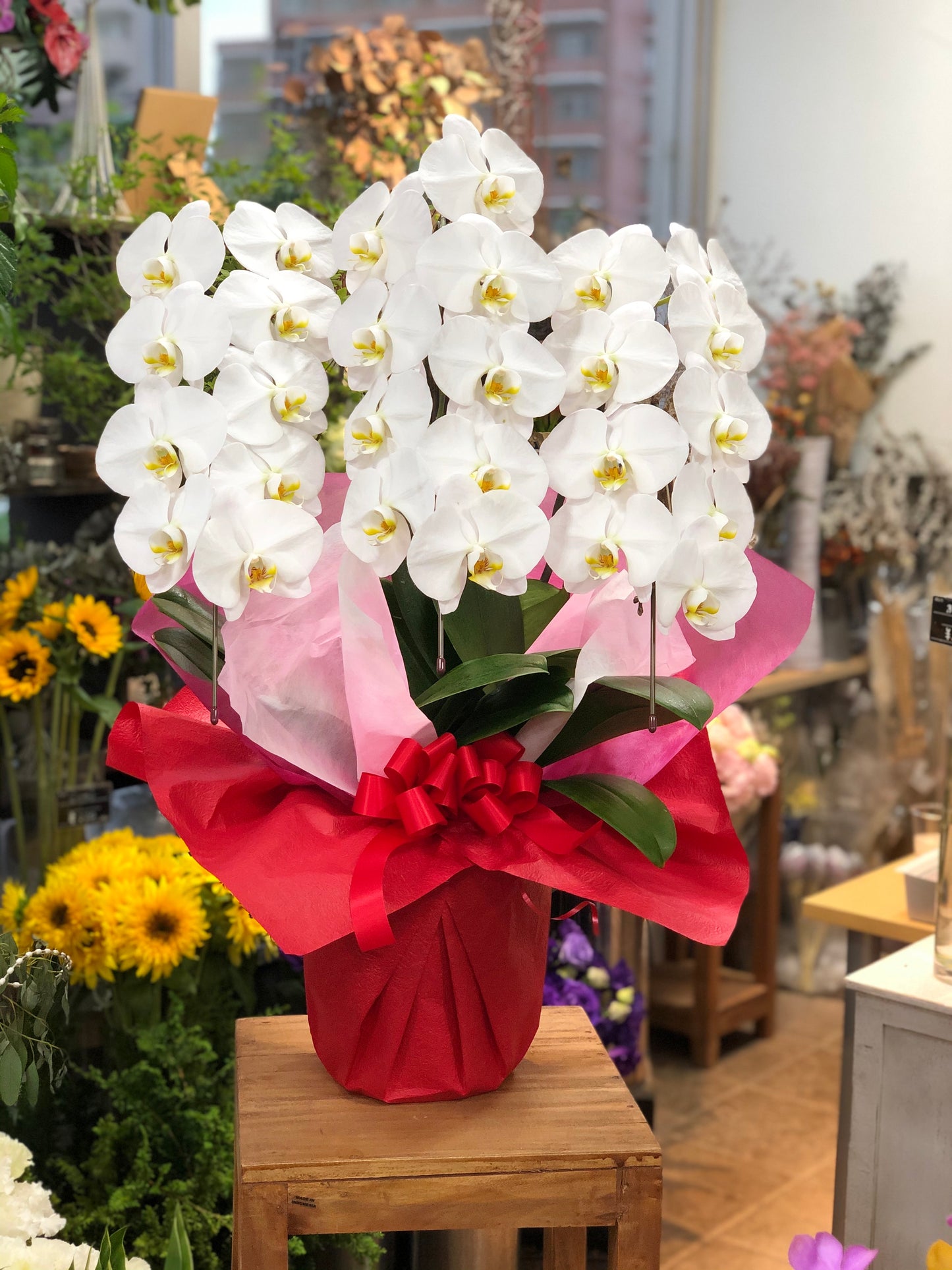 PHW-3010 おすすめ胡蝶蘭白(3本立27輪前後)